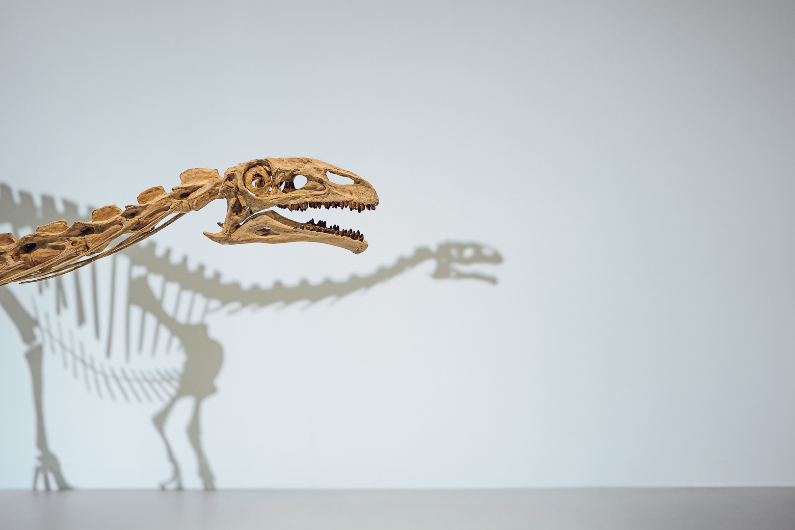 Plateosaure MHNN WEB 21