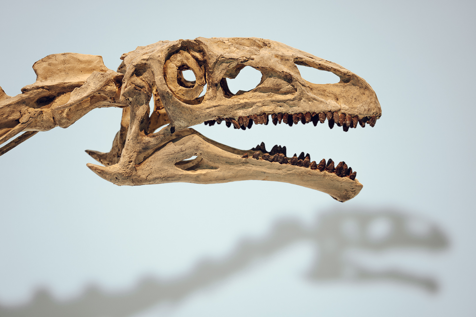 Crâne fossile de plateosaure au Muséum d’histoire naturelle de Neuchâtel