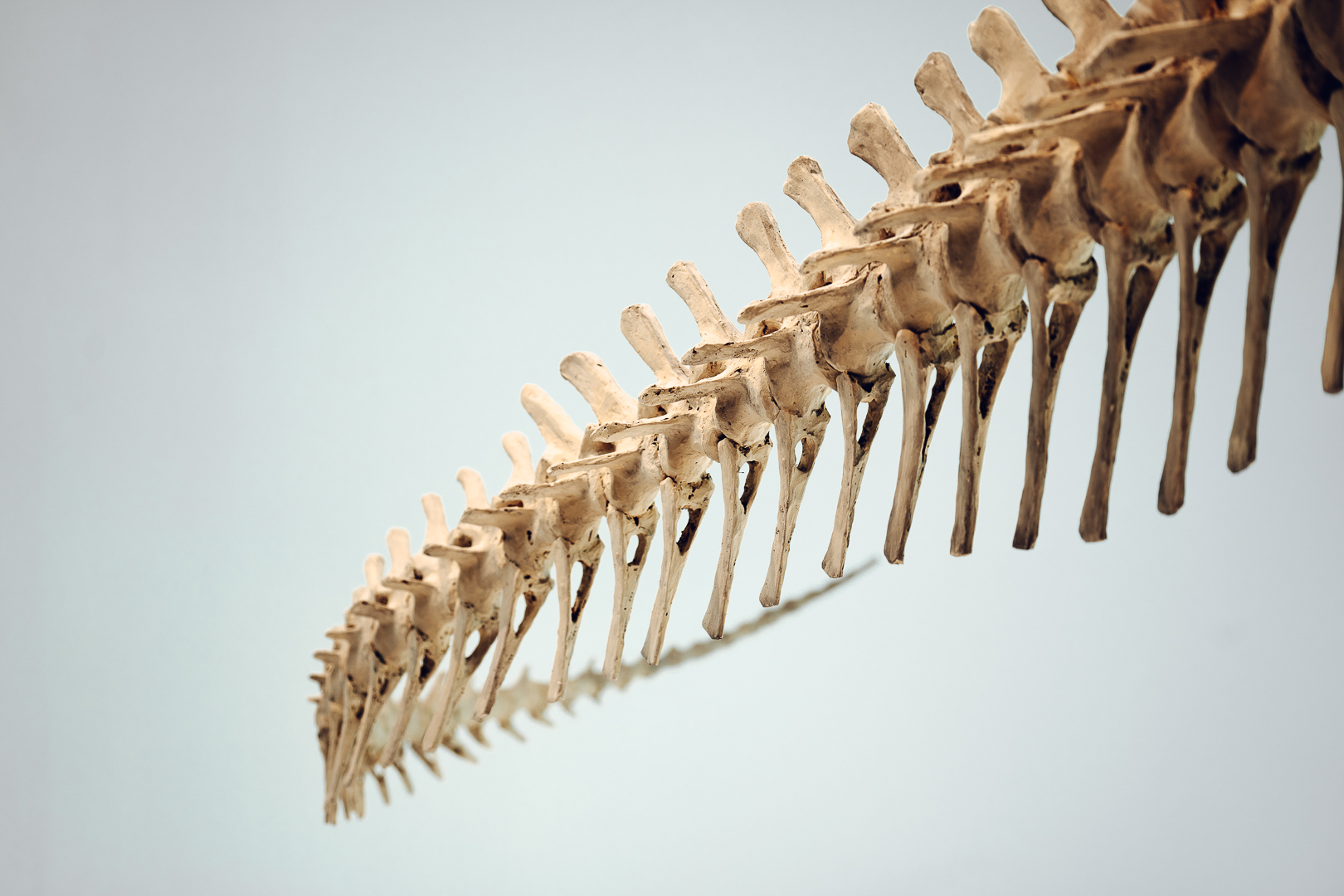 Squelette de platéosaure exposé au Muséum d’histoire naturelle de Neuchâtel