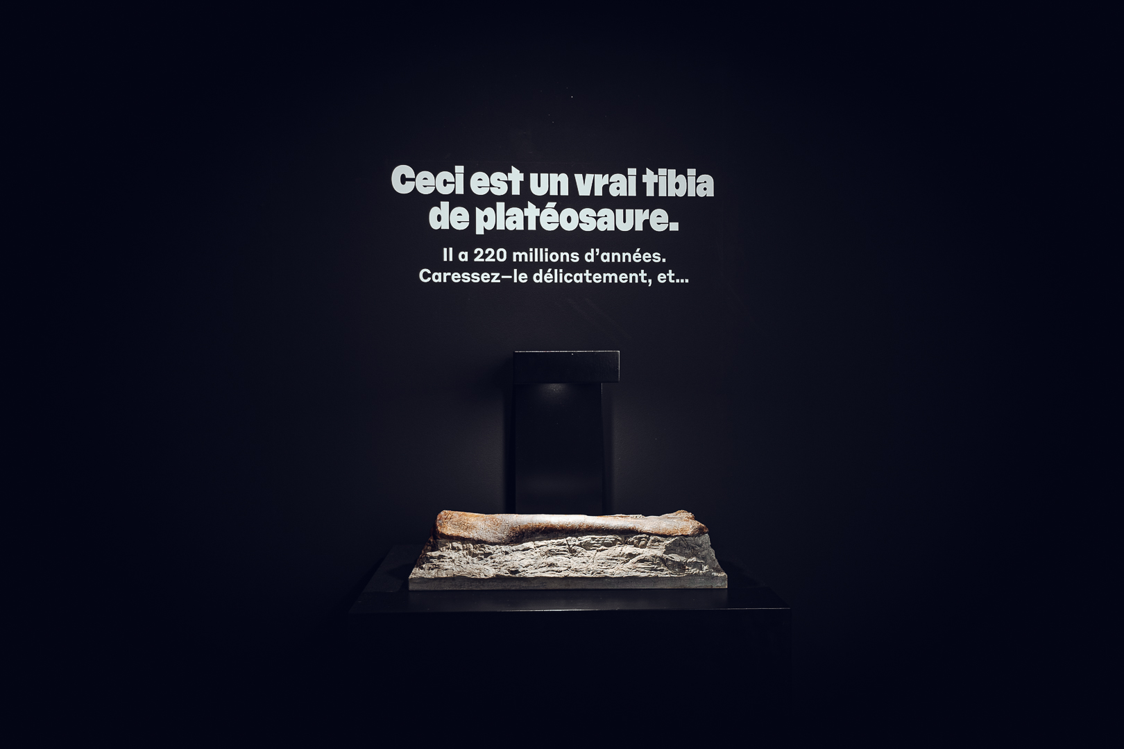 Tibia fossilisé de plateosaure exposé au Muséum d’histoire naturelle de Neuchâtel avec panneau explicatif