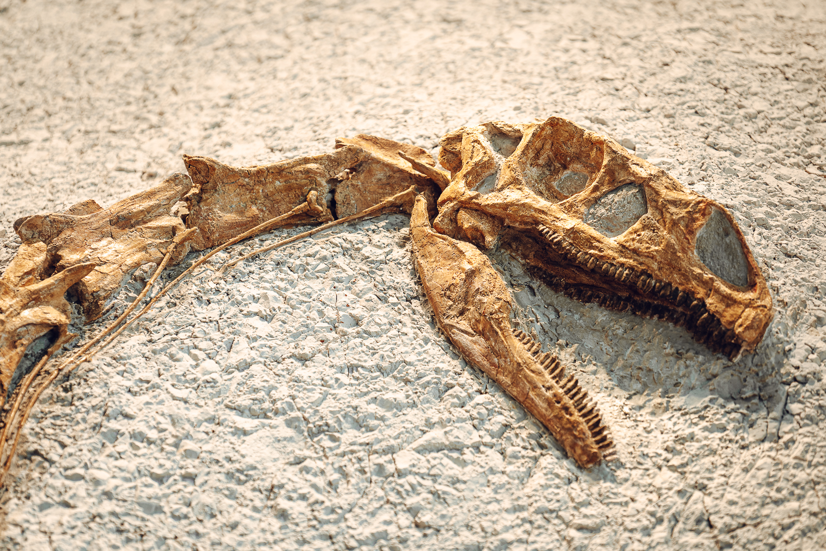 Fossile complet de dinosaure plateosaure exposé dans la roche au MHNN de Neuchâtel