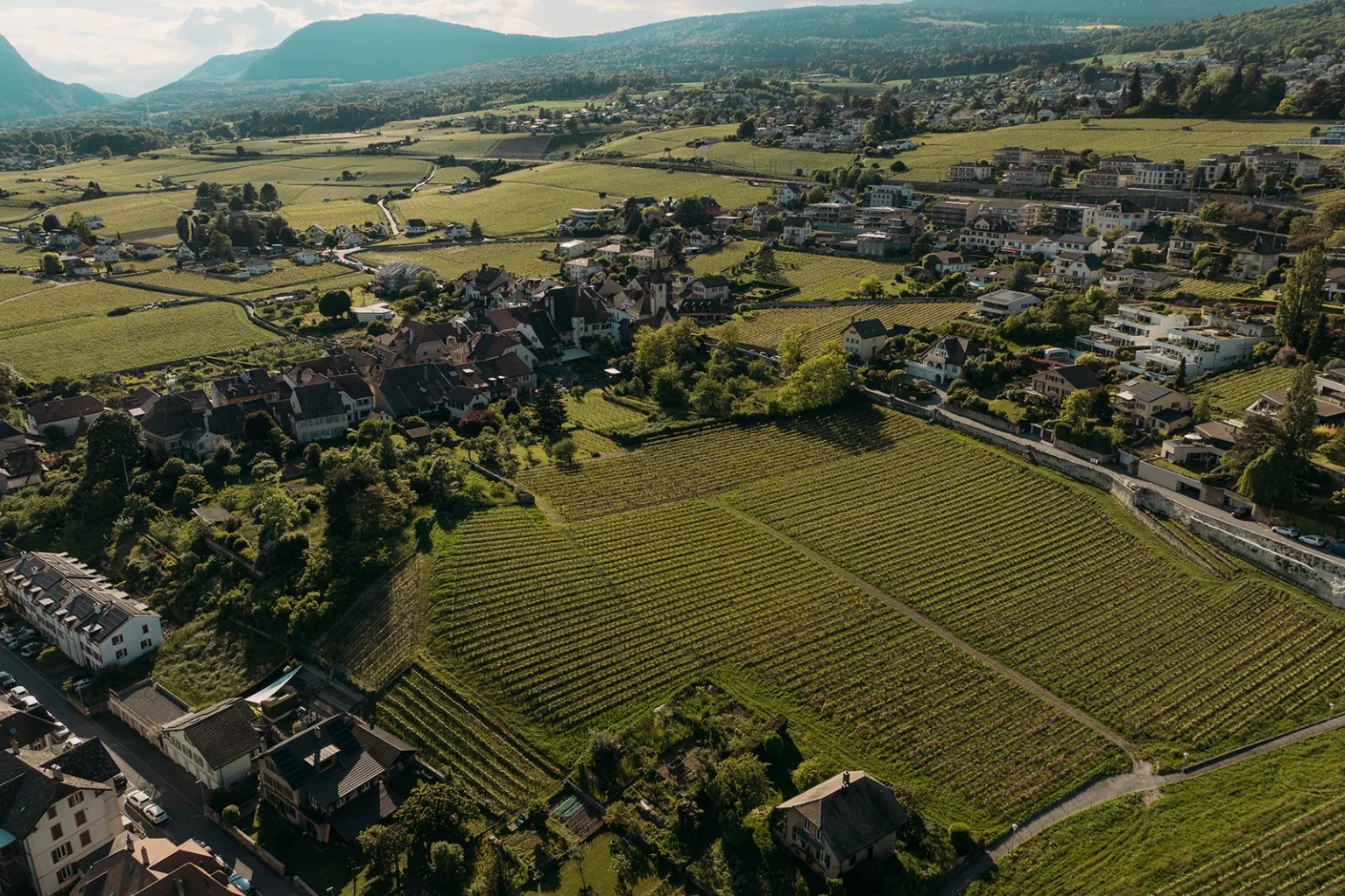 Vue par drone de vignes verdoyantes et d’un village neuchâtelois, Auvernier, en arrière-plan.