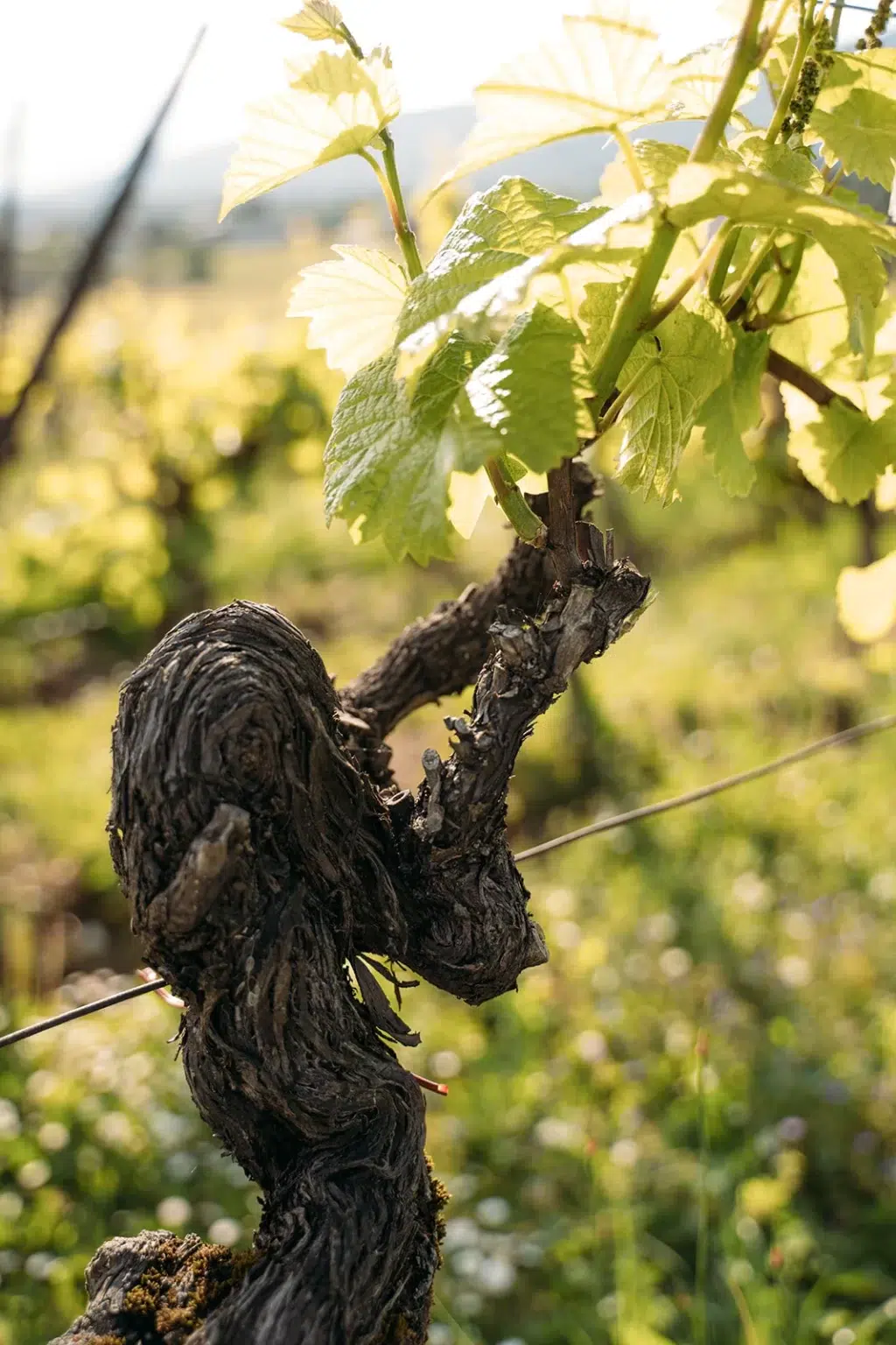 Gros plan sur un vieux cep de vigne dans les vignes de Saint-Blaise à Neuchâtel, au printemps.