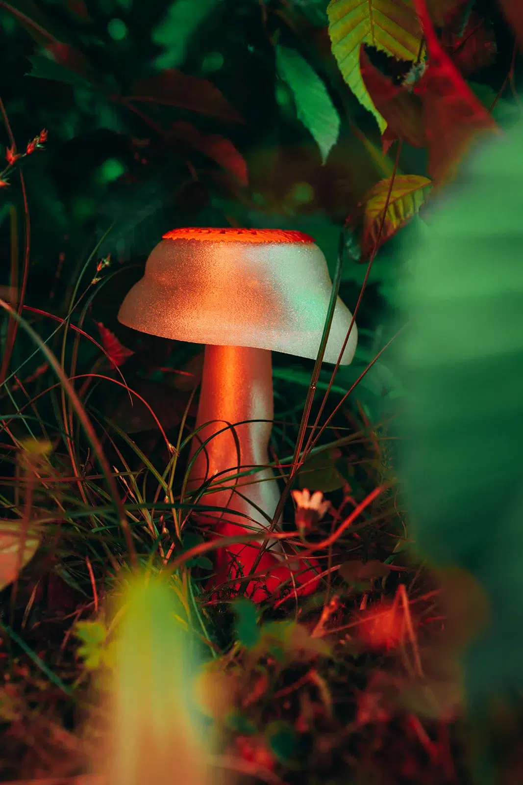 Sculptures de champignons design posées en pleine nature, photographiées par Sarah Adatte pour le NIFFF à Neuchâtel. Vue du dessus